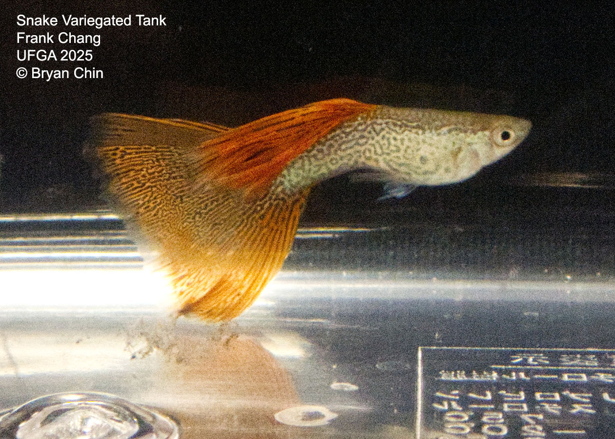 Guppy Variegated Snakeskin